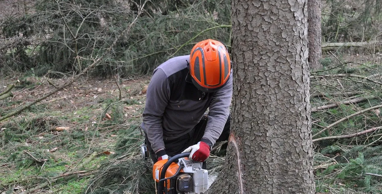 Person in a helmet cutting at the base of a conifer trunk among cut branches