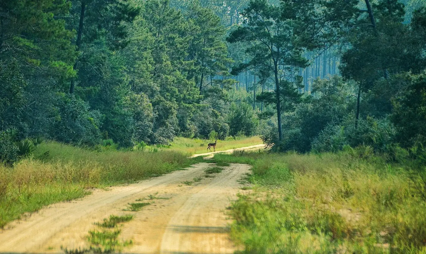 Sand road through pine woods and green undergrowth