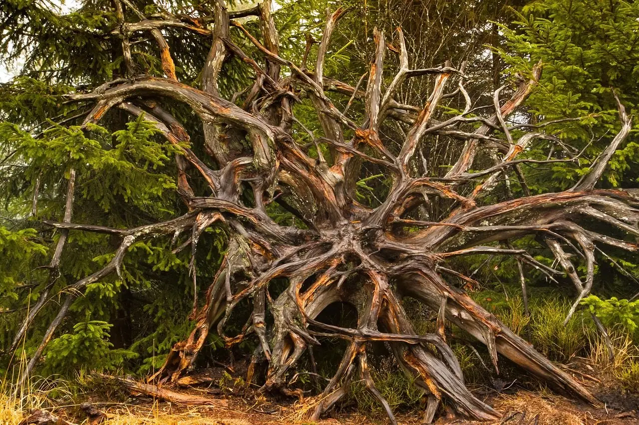 Upturned root mass of a large fallen tree with roots spreading outward