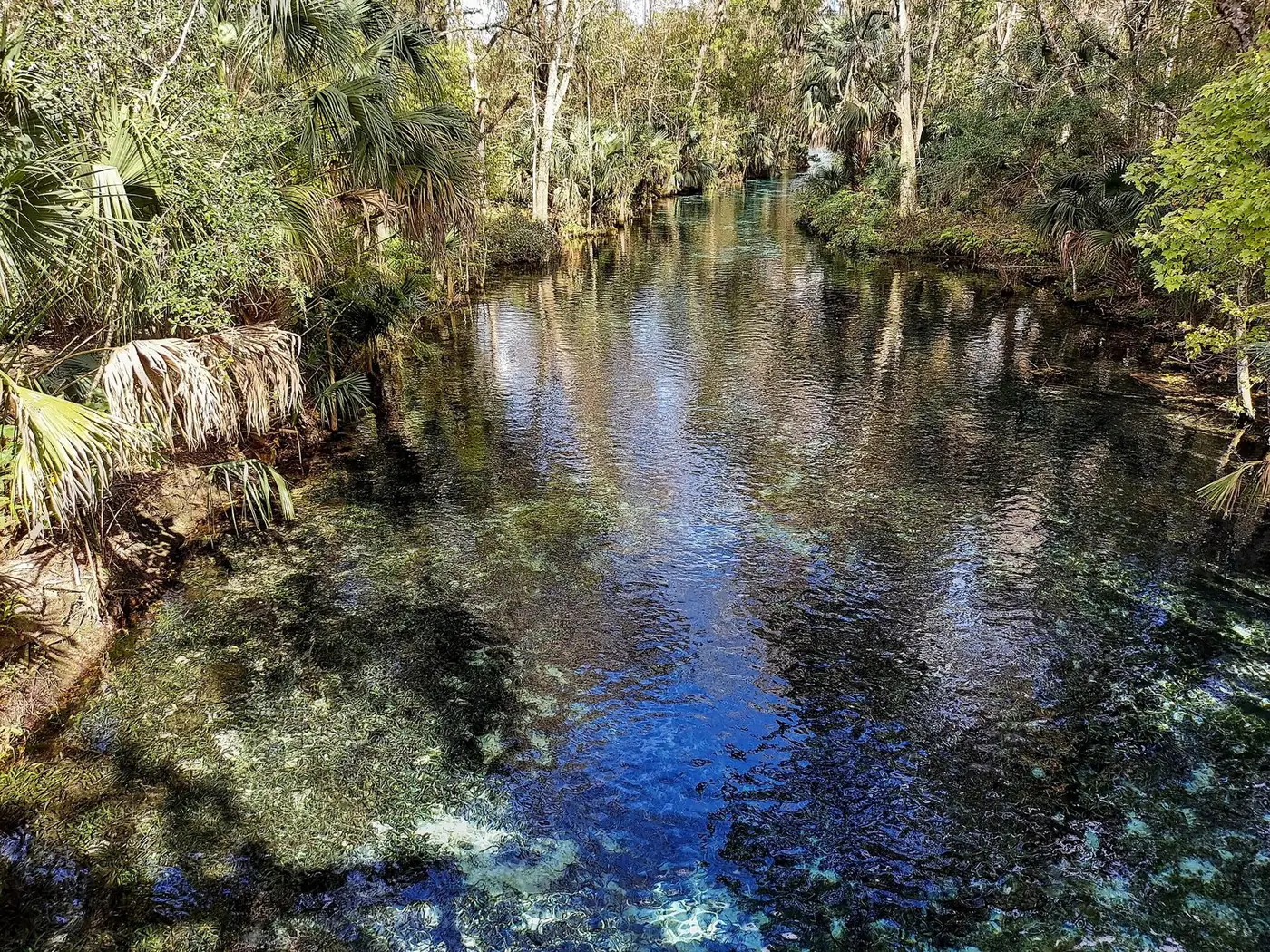 Clear spring-fed water among palms and hardwoods
