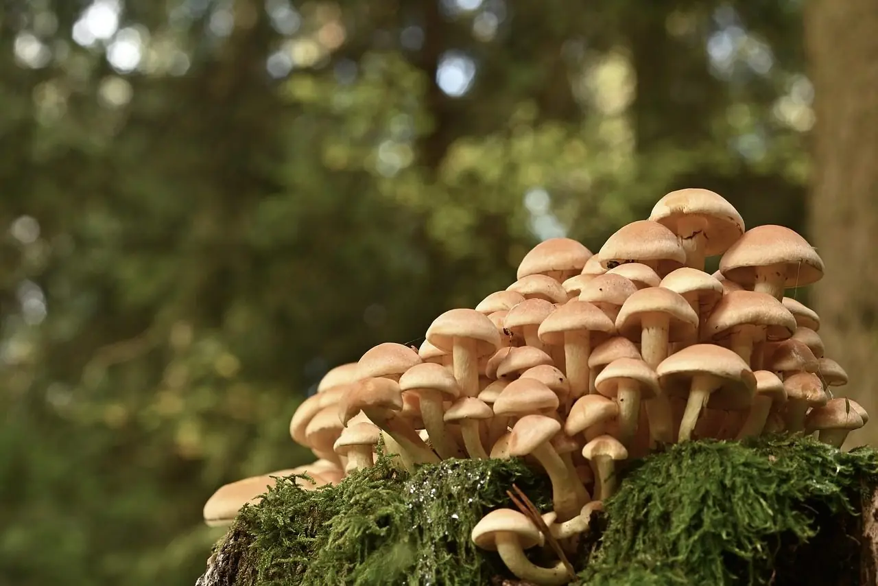 Cluster of tan mushrooms growing out of a moss-covered stump